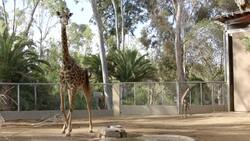 Check Out These Wild Facts About How Fast Giraffe Babies Grow Instructional Video