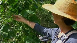 Harvesting Green Beans Instructional Video