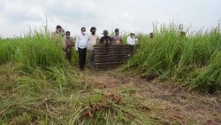 CLEAN : Endangered pygmy pigs released into wild in India conservation drive News Clip