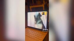 Alberta dogs long-distance relationship garners millions of views online News Clip