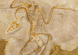 Extinction: The Permanent Loss of a Species Instructional Video