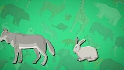 I WONDER - What Is Animal Adaption? Instructional Video