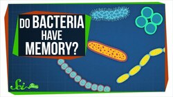 Do Bacterial Cells Store Memories? Instructional Video