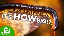 Six-Foot Long Millipedes?! And Other Fossil Giants Instructional Video