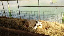 Lambing Season on the Farm Instructional Video