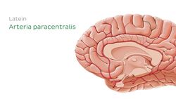 Arterien des Gehirns - laterale und mediale Ansicht Instructional Video