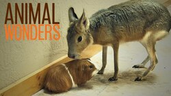 Interspecies Relationships Instructional Video