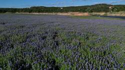 Drone's Eye View: Fields of Blooming Lupine Flowers From Above Stock Footage