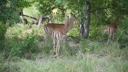 Where the wild things are: An extraordinary safari experience in Botswana News Clip