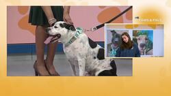 Paws & Pals: 3-year-old rescue Dutch up for adoption News Clip