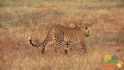 Discovering the World of Leopards: The Stealthy Big Cats of Africa and Asia Instructional Video