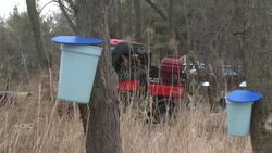 A sweet season is in the works for this Ruscom, Ont., maple farm News Clip