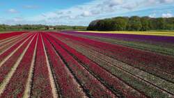 Field of tulips open to public for fundraising News Clip