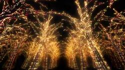 Neon Tree illumination Stock Footage