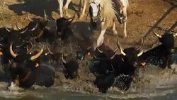 Camargue bulls, Bos taurus, Petite Camargue, Gard, France Stock Footage