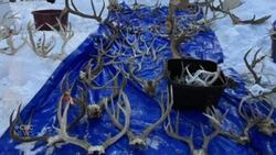 In 2 separate cases, Sask. residents face hefty fines for wildlife offences Instructional Video