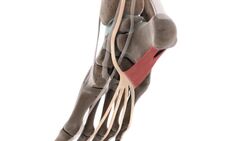 Flexor digitorum longus muscle (3D) Instructional Video