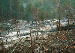 A History of Mass Extinctions Instructional Video