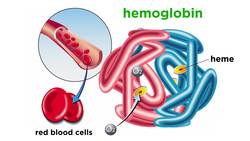 The Composition and Function of Blood Instructional Video