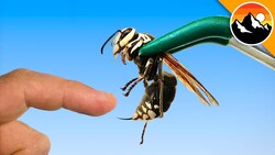 STUNG by 200 ANGRY Yellow Jackets! Instructional Video