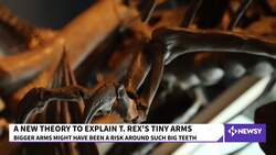 New Insight Into Tyrannosaurus Rex's Tiny Arms News Clip