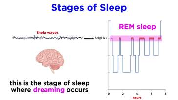 The Biopsychology of Sleeping and Dreaming