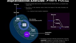 Exercise Physiology | What is Supramaximal Exercise? Instructional Video