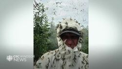 Check out the winner of CBC Windsor's fish fly photo contest News Clip