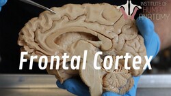 Why Teenagers Are Reckless... Instructional Video