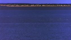 Water Birds Mating In The Desert: When do Banded Stilts return to the coast Instructional Video