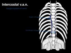 Intercostal v a n Instructional Video