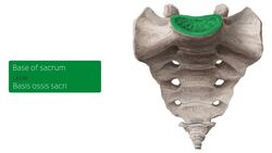 Sacrum and coccyx Instructional Video
