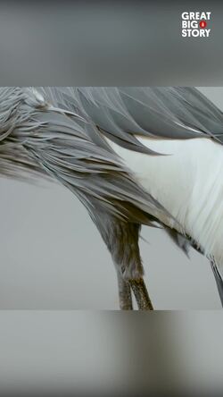 Discover the East African crowned crane, Uganda's national bird Instructional Video