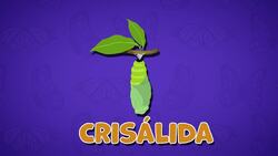 I WONDER - What Are The Stages In A Butterfly's Life Cycle? Me Pregunto - Cuáles Son Las Etapas Del Ciclo De Vida De Una Mariposa? Instructional Video