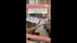 Watch Leopard Strays Into Heritage Hotel In Jaipur News Clip