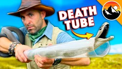 Black Mamba - World's Deadliest Snake Rescue! Instructional Video