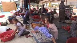 Isot pepper preparation in southeastern Turkey Stock Footage