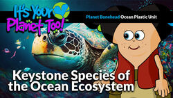 Connecting the Dots: Sea Turtles and Ecosystem Balance Instructional Video