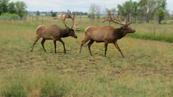 Everything You Wanted To Know About Elk Antlers Bu Instructional Video