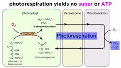 Types of Photosynthesis in Plants: C3, C4, and CAM Instructional Video