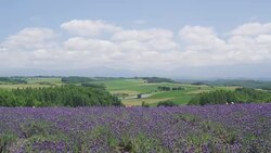 Flower field in Biei, Hokkaido, Japan Stock Footage