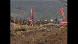 Cows on pyre awaiting incineration News Clip