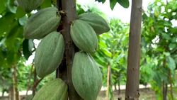 Cacao Tree (Theobroma cacao). Organic cocoa fruit pods in nature. Stock Footage
