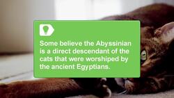 How to Know Which Small Cat Breed is Right for You Instructional Video