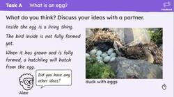 Bird life cycles Instructional Video