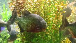 piranhas in seaweeds Stock Footage