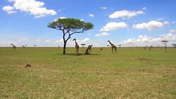 group of giraffes in savannah at africa Stock Footage