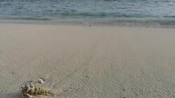hermit crab on a white sandy beach withe blue sea sky, Maldives Stock Footage