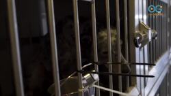 A Dog's Journey Home Episode 5 Trailer Instructional Video