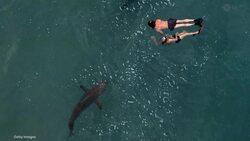 Sharks from species once thought harmless kill and eat snorkeler in feeding frenzy Instructional Video